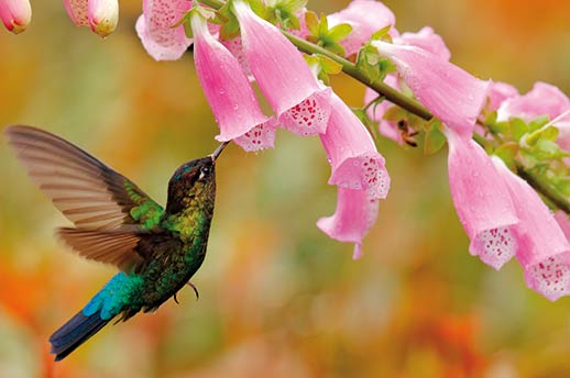 A hummingbird drinking nectar from a pink flower